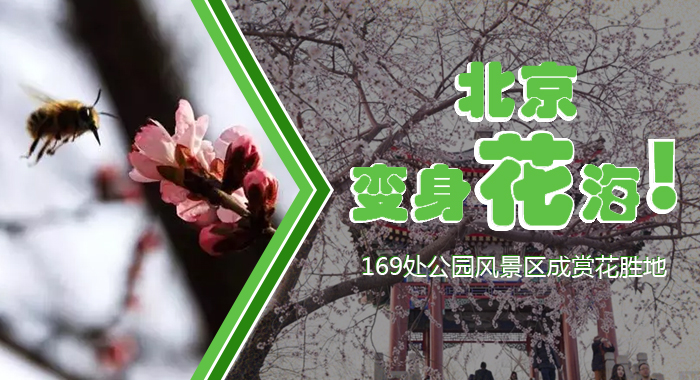 神州大舞台北京变身花海！169处公园风景区成赏花胜地(附完整名单)